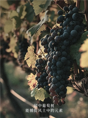 MON庄园纪事｜葡萄酒的芬芳叙事之紫罗兰花香